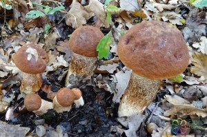 Leccinum quercinum (5)